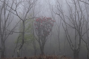 雾中菌子山风光