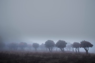 雾中菌子山风光