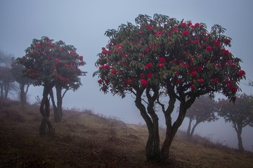 雾中菌子山风光