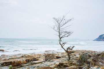 惠州湾仔村海岸