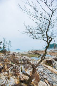 惠州湾仔村海岸