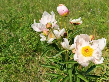 野生芍药花