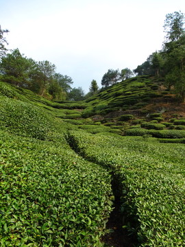 茶山