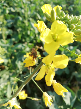 油菜花