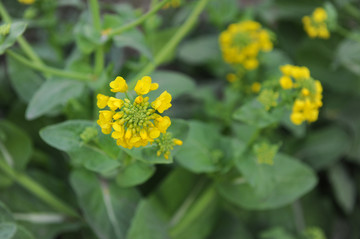 油菜花