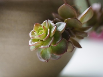 多肉植物蜡牡丹盆栽欣赏