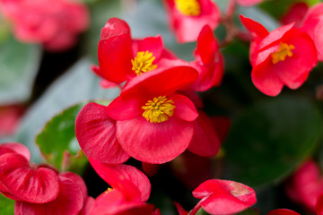 红色的四季秋海棠