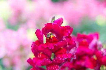 蜜蜂在采蜜的金鱼草