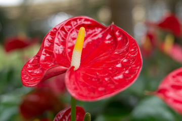 花烛红掌