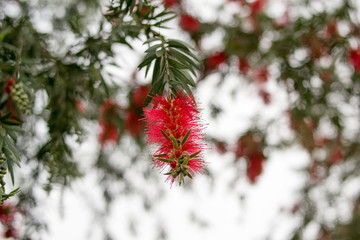 红千层花树
