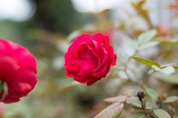 月季花玫瑰花