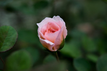 月季花玫瑰花