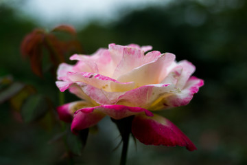 月季花玫瑰花