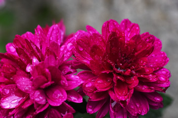 雨后红菊