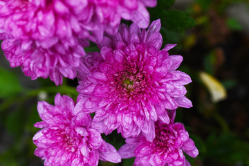 雨后菊花