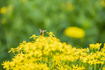 返魂草花