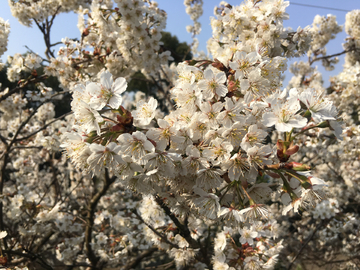 樱桃花