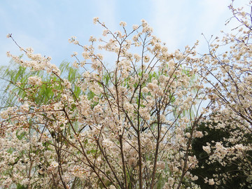 樱花树