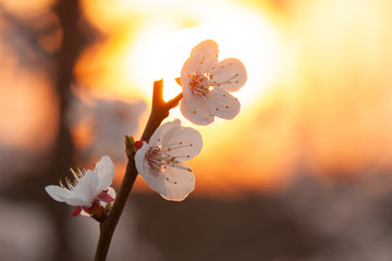 杏花