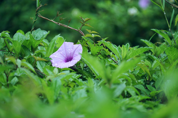 牵牛花