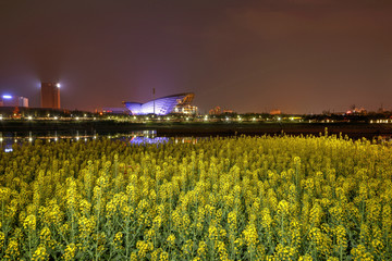 金华婺剧院油菜花夜景