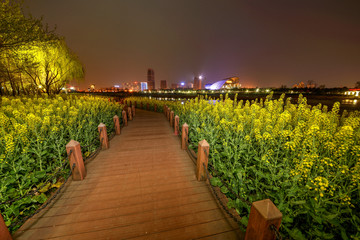 金华婺江畔油菜花夜景