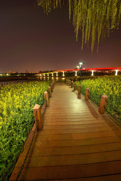 金华彩虹桥木栈道油菜花夜景