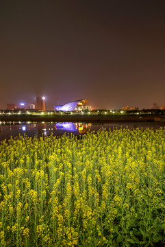 金华婺剧院油菜花夜景