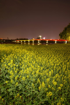 金华彩虹桥油菜花夜景