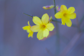 迎春花