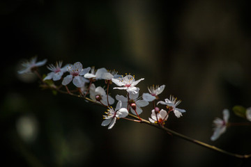 梨花