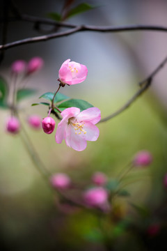 海棠花