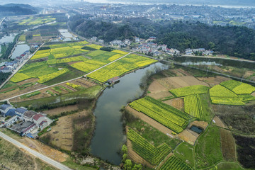 油菜花航拍