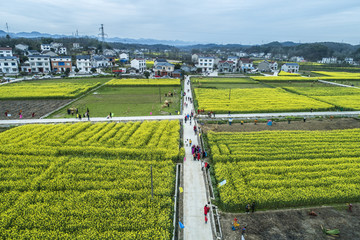 油菜花航拍