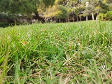 草地