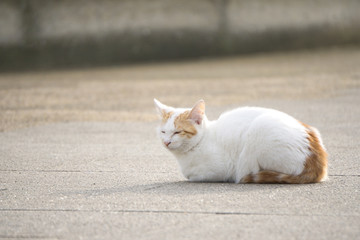 晒太阳的小猫