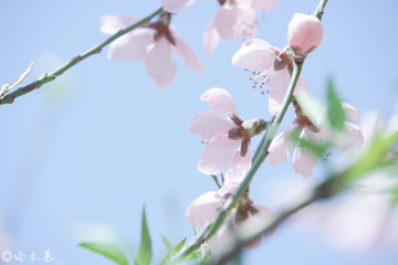 小清新色调粉系桃花