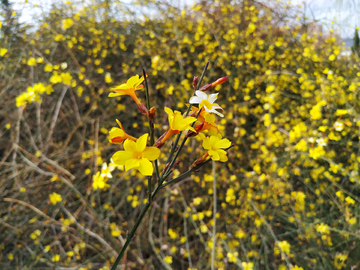 迎春花