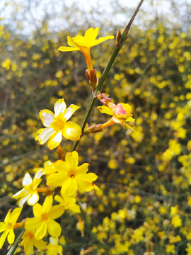 迎春花