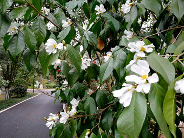 油茶花