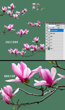 玉蘭花