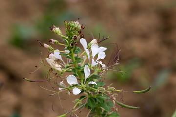 白花菜菜花