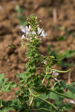 白花菜菜花