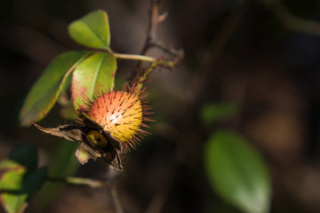 刺果子刺梨