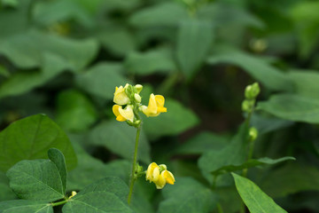 黄豆苗花