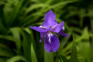 紫色的花