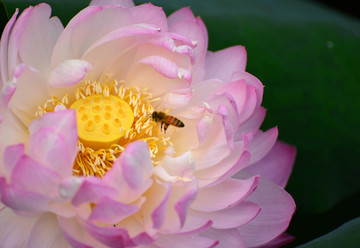 荷花蜜蜂