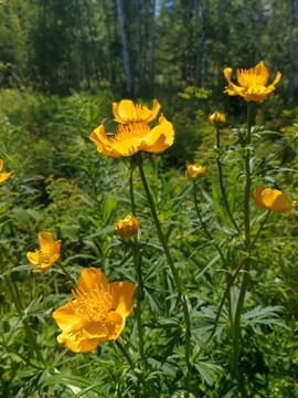 野生金莲花