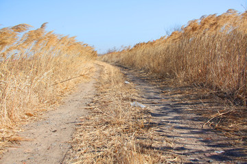 芦苇湿地路