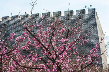 北京名城墙下盛开的梅花